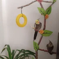 فروش استثنای سه فرشته خانگی فول دستی صحبتی بالوازم|پرنده|کاشمر, |دیوار