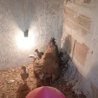 جوجه لاری حجازی ۱۰عدد با مرغ مادرگلپایگانی