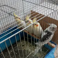 ۳ عدد عروس هلندی|پرنده|قم, کلهری|دیوار