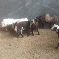 حیوانات مرزعه