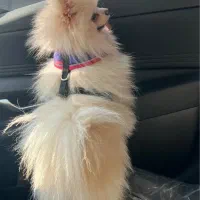 سگ پامر خرسی بوفیس