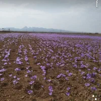 دستگاه خشک کن زعفران