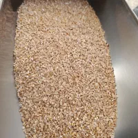 فروش عمده بلغور گندم درجه یک مستقیم از تولیدکننده