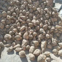 چغندر|لوازم جانبی حیوانات|مشهد, کلاهدوز|دیوار