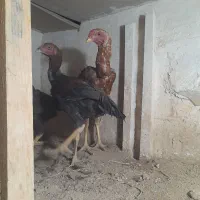 جوجه لاری هشت ماه|حیوانات مزرعه|بوکان, |دیوار