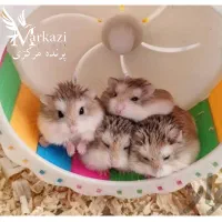 همستر مینیاتوری