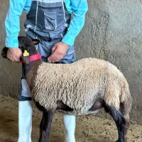 بره قوچ هموزیگوت|حیوانات مزرعه|جعفرآباد, |دیوار
