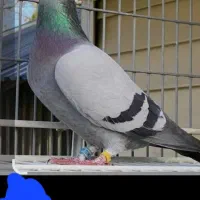 کبوتر|پرنده|شوشتر, |دیوار