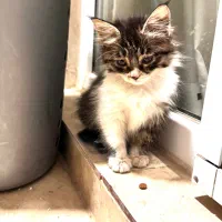 واگذاری بچه گربه|گربه|شیراز, زرهی|دیوار