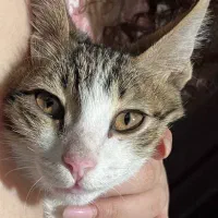 واگذاری سرپرستی گربه پسر|گربه|رشت, گلباغ نماز|دیوار