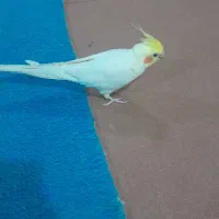 عروس هلندی نر یک جفت فقط فروشی هست