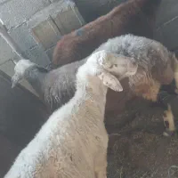 گوسفند میش آبستن داشتی جنس دار تاب افشار|حیوانات مزرعه|دابودشت, |دیوار