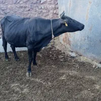 گاو دورگه|حیوانات مزرعه|چاراویماق, |دیوار