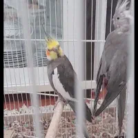 یک جفت عروس هلندی بسیار زیبا|پرنده|مشهد, شهید آوینی|دیوار