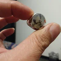 شجر قاعن عقیق سبز آبدار دار