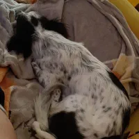 فروش سگ اشپیتز پوینتر|سگ|کیش, |دیوار