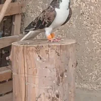 خوشرنگ سرخ خال سیاه اتیغه
