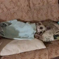 واگذاری شیتزو تریر ماده