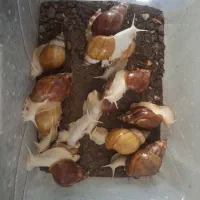 حلزون آچاتینا