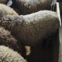 40 راس بره نر و ماده درجه یک