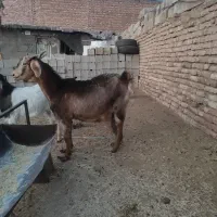 بر دورگ سرمایه|حیوانات مزرعه|کرمان, |دیوار