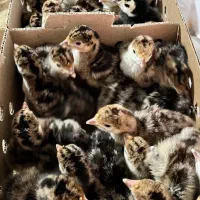 جوجه بوقلمون یک روزه برنز