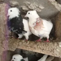 انواع کبوتر رنگه