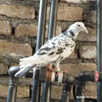 سرور ماده