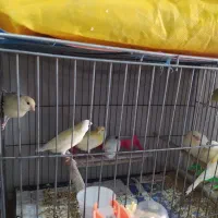 قناری نرو ماده به همراه جوجه یکجا