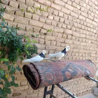 کبوتر پرشی