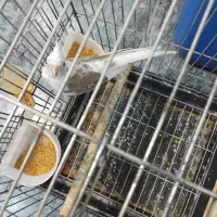 ماده آلبینو دوکت|پرنده|رشت, توشیبا|دیوار