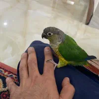 گمشده طوطی گیرینچیک