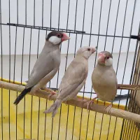 فنچ نرگسی شکلاتی مولد با جوجه|پرنده|شیراز, رکن‌آباد|دیوار