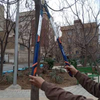 هرس باغبانی|خدمات باغبانی و درختکاری|تهران, اسکندری|دیوار