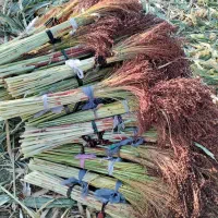 جارو درجه یک|جاروبرقی، جارو شارژی، بخارشو|کامیاران, |دیوار