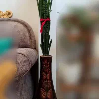 گل یوکا سانسوریا فیکوس|گل و گیاه طبیعی|تربتحیدریه, شهرک ولیعصر|دیوار