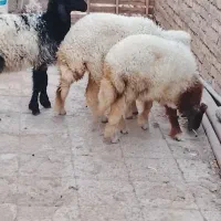 حمیدیه