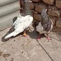 جفت رنگی