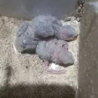 یک جفت طوطی برزیلی رخ هلوئی(دم کاربنی)|پرنده|کرمانشاه, |دیوار