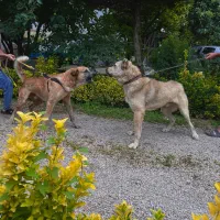 واگذاری سگ سرابی|سگ|تالش, هشتپر|دیوار