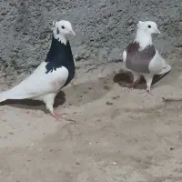 یک جفت طوقی