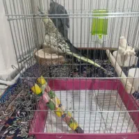 عروس هلندی جفت|پرنده|کرج, حصارک پایین|دیوار