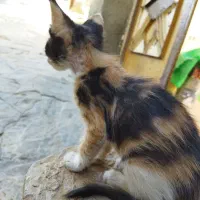 بچه گربه