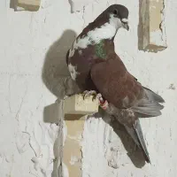 رسمی. شازده و..|پرنده|کرمان, |دیوار