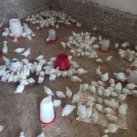 جوجه گوشتی ۱۵ روزه|حیوانات مزرعه|تبریز, |دیوار