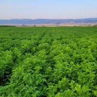اجاره-زمین-کشاورزی-آبی