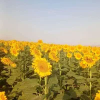 تخمه فروشی دور سفید
