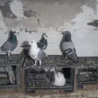 کبوتر دوکت پلاکی کوهی  صحرایی مگزی