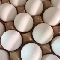 پخش تخم مرغ در هشتگرد