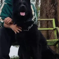 توله ژرمن بلک